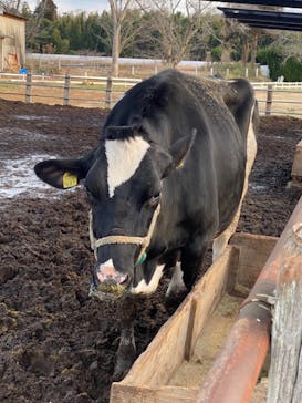 成田ゆめ牧場に投稿された画像（2024/2/11）