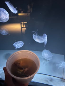 サンシャイン水族館に投稿された画像（2024/2/11）