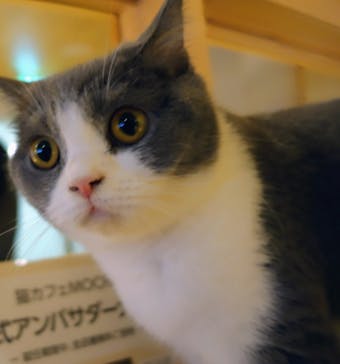 猫カフェモカ　新宿店に投稿された画像（2024/2/11）