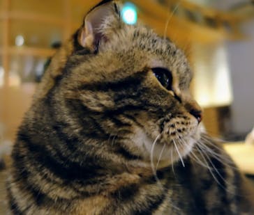 猫カフェモカ　新宿店に投稿された画像（2024/2/11）