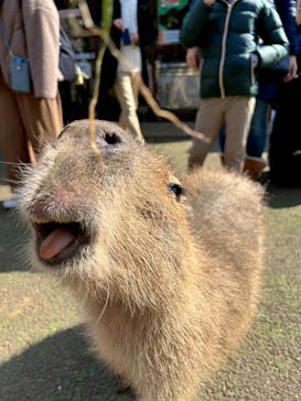 伊豆シャボテン動物公園に投稿された画像（2024/2/11）