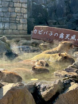 伊豆シャボテン動物公園に投稿された画像（2024/2/11）