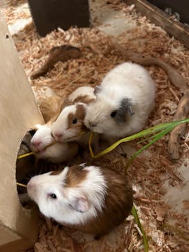 伊豆シャボテン動物公園に投稿された画像（2024/2/11）