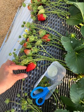 ICHIGOHOUSE.HITACHINAKAに投稿された画像（2024/2/11）