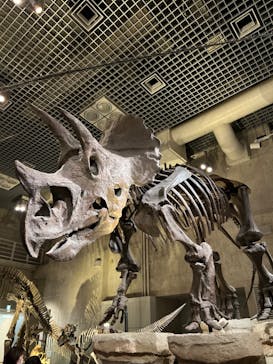 国立科学博物館に投稿された画像（2024/2/11）