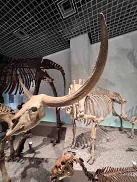 国立科学博物館に投稿された画像（2024/2/11）