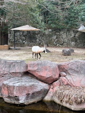 横浜市立金沢動物園に投稿された画像（2024/2/11）