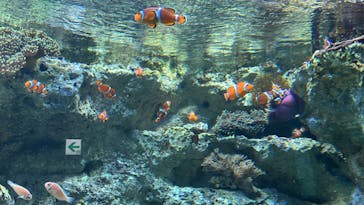 サンシャイン水族館に投稿された画像（2024/2/11）