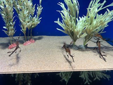 サンシャイン水族館に投稿された画像（2024/2/11）