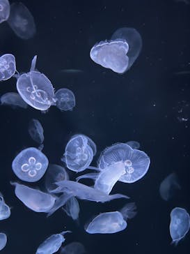 サンシャイン水族館に投稿された画像（2024/2/11）