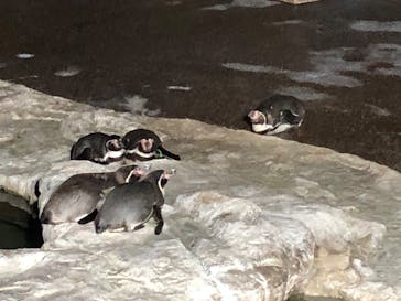 アクアワールド茨城県大洗水族館に投稿された画像（2024/2/11）