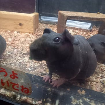 伊豆シャボテン動物公園に投稿された画像（2024/2/11）