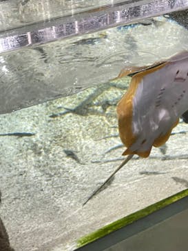 NIFREL（ニフレル）に投稿された画像（2024/2/11）