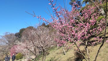 偕楽園本園に投稿された画像（2024/2/12）
