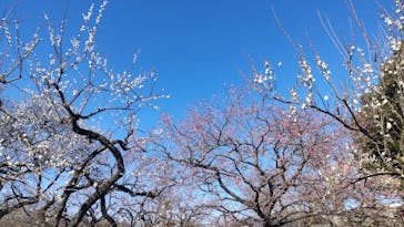 偕楽園本園に投稿された画像（2024/2/12）