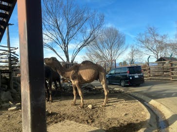 群馬サファリパークに投稿された画像（2024/2/12）