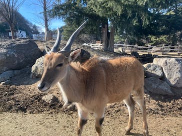 群馬サファリパークに投稿された画像（2024/2/12）