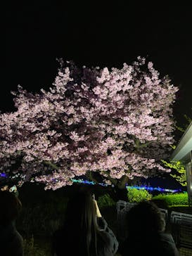 鹿児島イルミナージュに投稿された画像（2024/2/12）