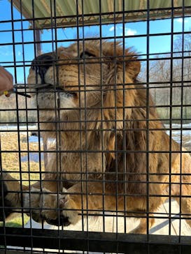 那須サファリパークに投稿された画像（2024/2/11）