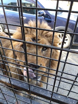 那須サファリパークに投稿された画像（2024/2/11）