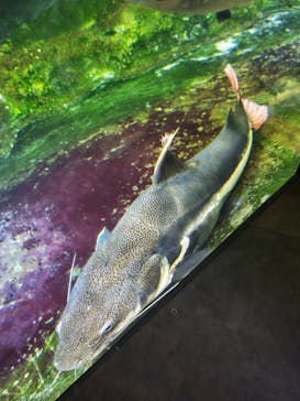 カワスイ 川崎⽔族館に投稿された画像（2024/2/12）