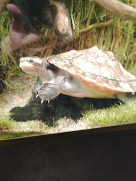 カワスイ 川崎⽔族館に投稿された画像（2024/2/12）