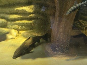 カワスイ 川崎⽔族館に投稿された画像（2024/2/12）