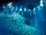 アクアワールド茨城県大洗水族館に投稿された画像（2024/2/12）