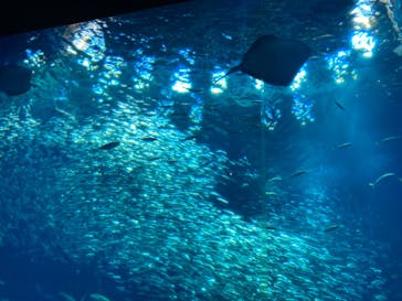 アクアワールド茨城県大洗水族館に投稿された画像（2024/2/12）