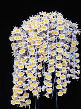 世界らん展2026-花と緑の祭典-に投稿された画像（2024/2/12）