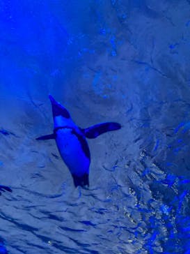 サンシャイン水族館に投稿された画像（2024/2/12）