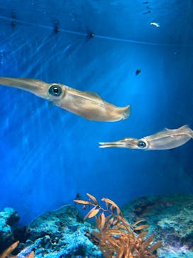 サンシャイン水族館に投稿された画像（2024/2/12）