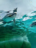 天王寺動物園に投稿された画像（2024/2/12）