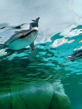 天王寺動物園に投稿された画像（2024/2/12）