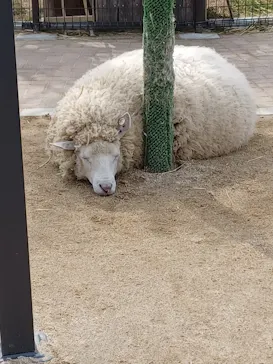 天王寺動物園に投稿された画像（2024/2/12）