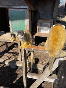 伊豆シャボテン動物公園に投稿された画像（2024/2/12）