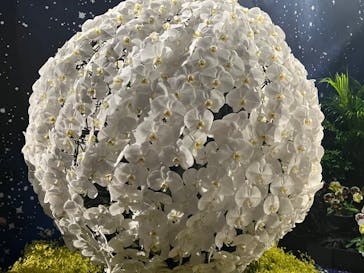 世界らん展2026-花と緑の祭典-に投稿された画像（2024/2/12）