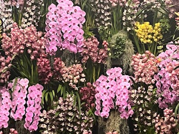 世界らん展2026-花と緑の祭典-に投稿された画像（2024/2/12）