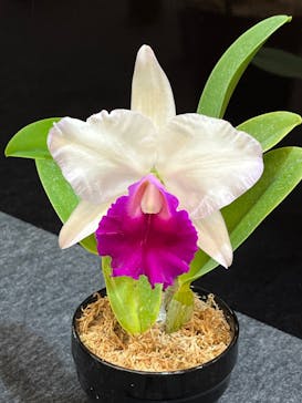 世界らん展2026-花と緑の祭典-に投稿された画像（2024/2/12）