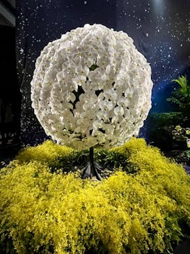 世界らん展2026-花と緑の祭典-に投稿された画像（2024/2/12）