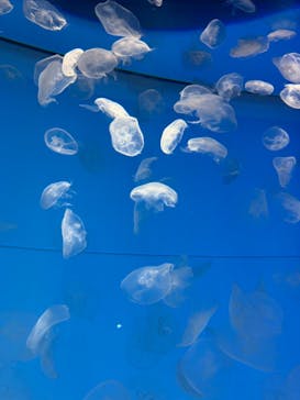 アクアワールド茨城県大洗水族館に投稿された画像（2024/2/12）