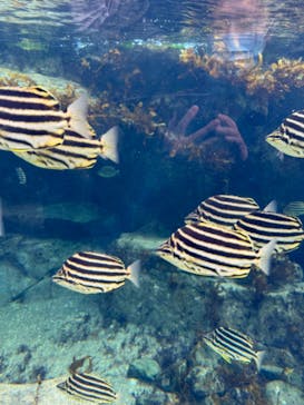 アクアワールド茨城県大洗水族館に投稿された画像（2024/2/12）