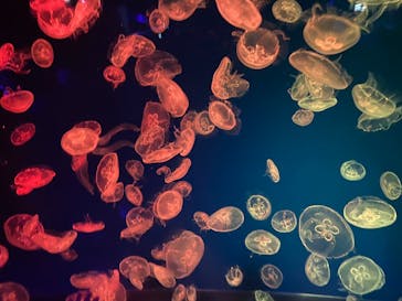 名古屋港水族館に投稿された画像（2024/2/12）