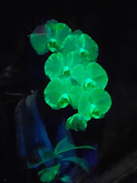 世界らん展2026-花と緑の祭典-に投稿された画像（2024/2/12）