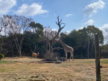 天王寺動物園に投稿された画像（2024/2/12）