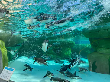 天王寺動物園に投稿された画像（2024/2/12）