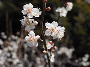偕楽園本園に投稿された画像（2024/2/12）
