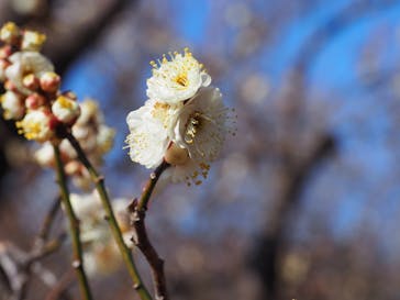 偕楽園本園に投稿された画像（2024/2/12）