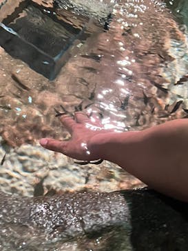 DMMかりゆし水族館に投稿された画像（2024/2/12）