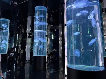 DMMかりゆし水族館に投稿された画像（2024/2/12）